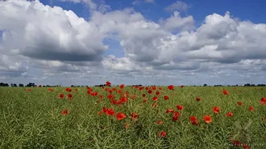 Wielkie Żuławy Malborskie